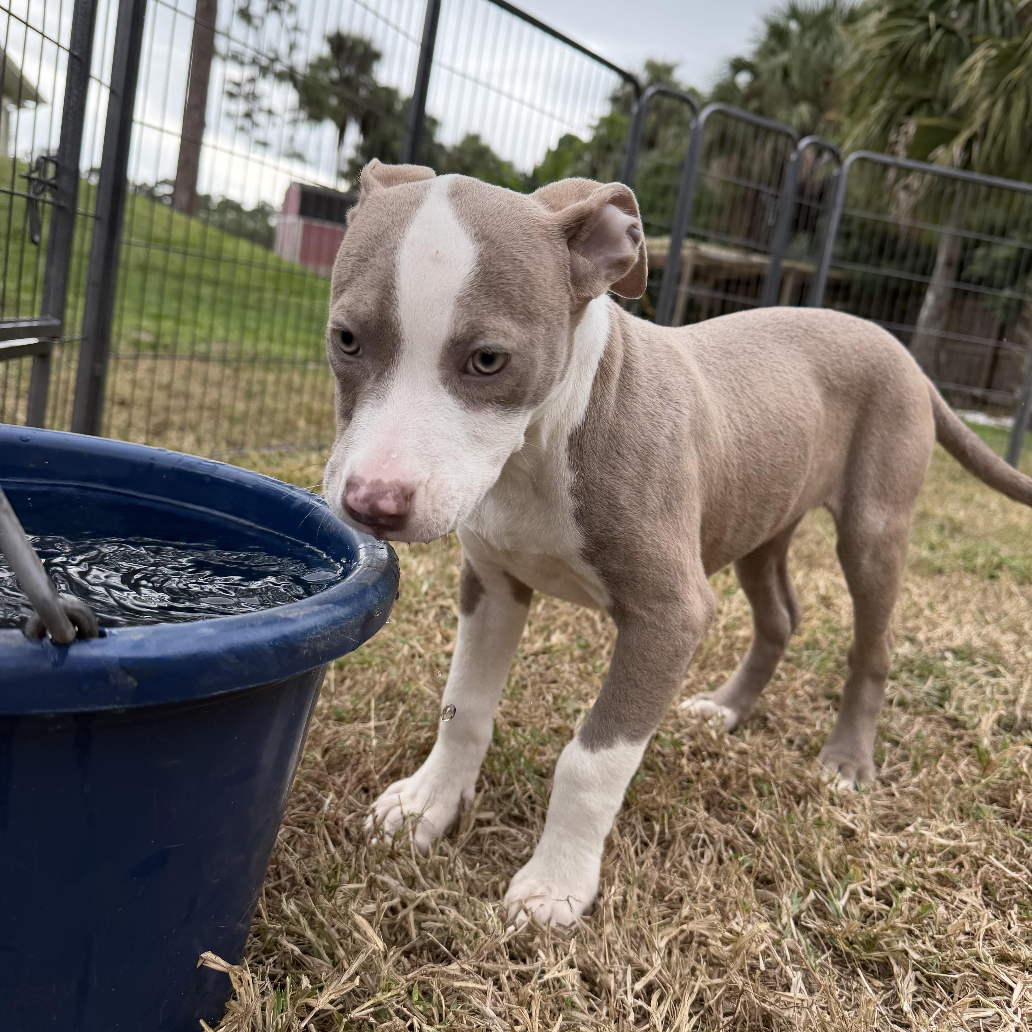Enlarge Gretel, an adopted mixed breed in Naples, FL image 3/4