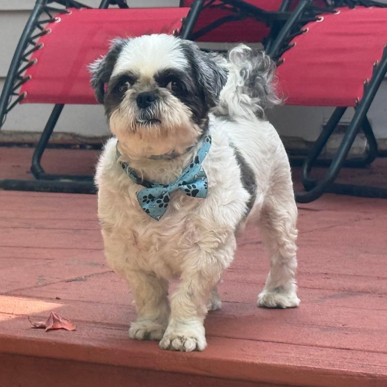 Enlarge Ryan, a Adoptable Shih Tzu in Dover, NH image 1/6