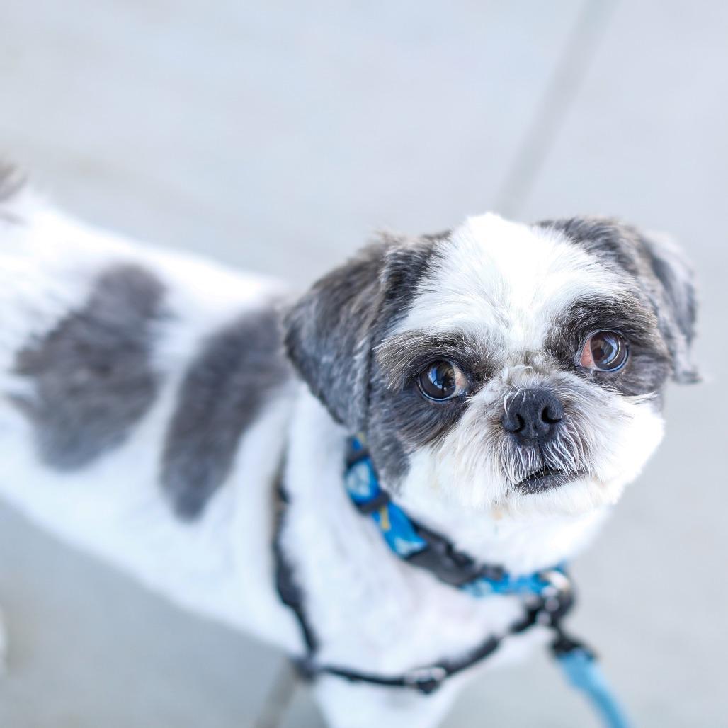 Enlarge Ryan, a Adoptable Shih Tzu in Dover, NH image 2/6