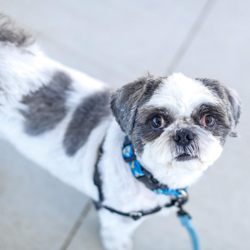 Enlarge Ryan, a Adoptable Shih Tzu in Dover, NH image 3/6