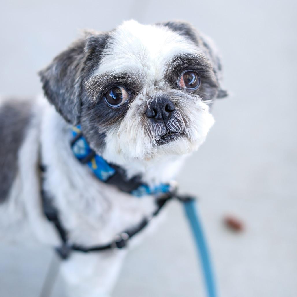 Enlarge Ryan, a Adoptable Shih Tzu in Dover, NH image 4/6