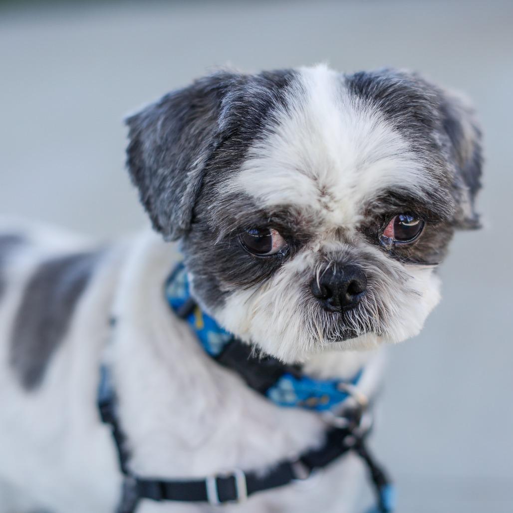 Enlarge Ryan, a Adoptable Shih Tzu in Dover, NH image 5/6
