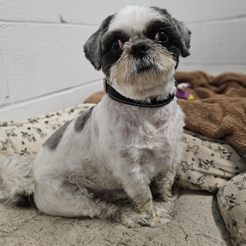 Enlarge Ryan, a Adoptable Shih Tzu in Dover, NH image 6/6