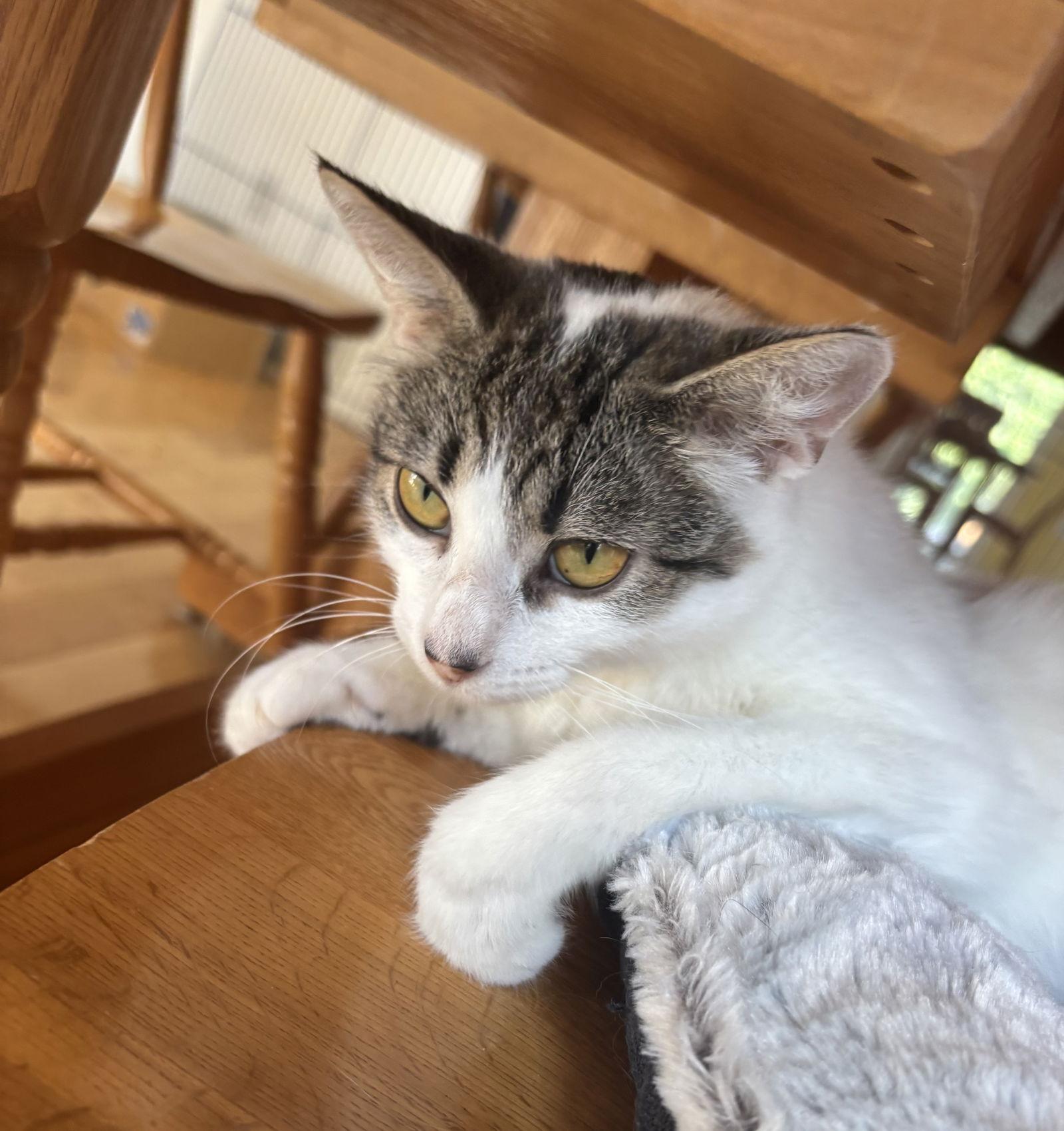 Sissy, Adoptable, Adult Female Domestic Short Hair & Tabby.