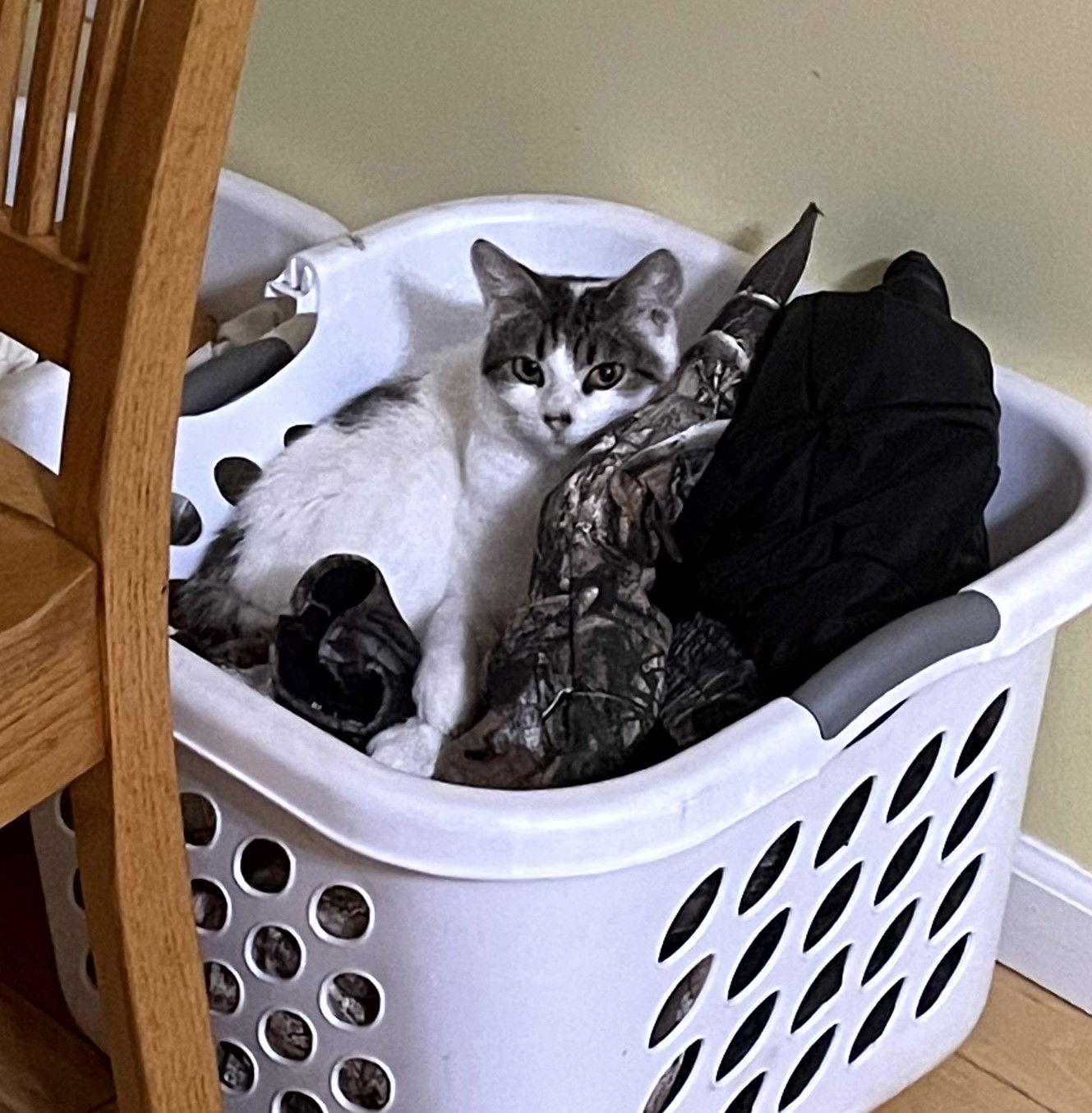 Enlarge Sissy, a Adoptable mixed breed in Traverse City, MI image 2/3