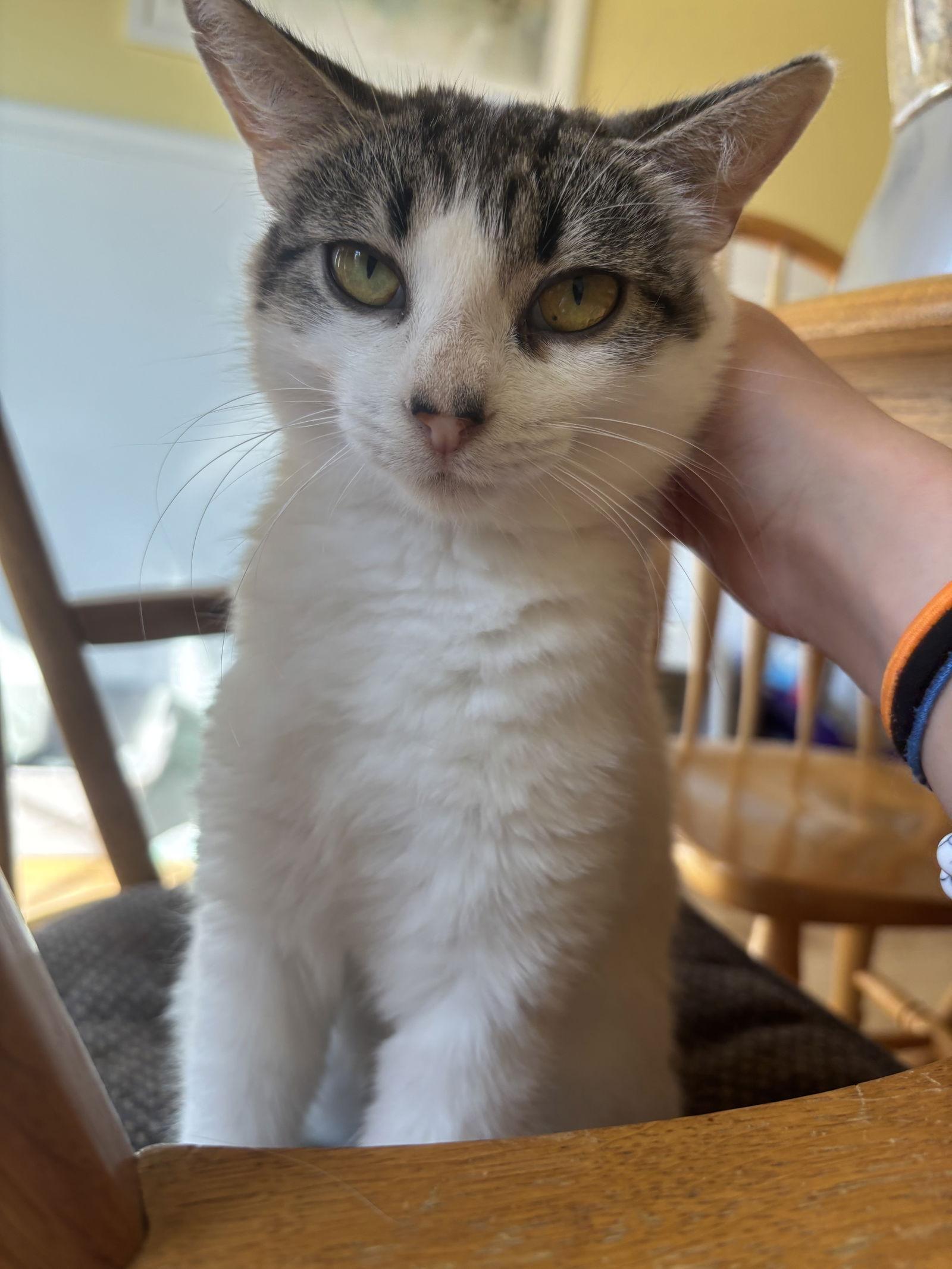 Enlarge Sissy, a Adoptable mixed breed in Traverse City, MI image 3/3