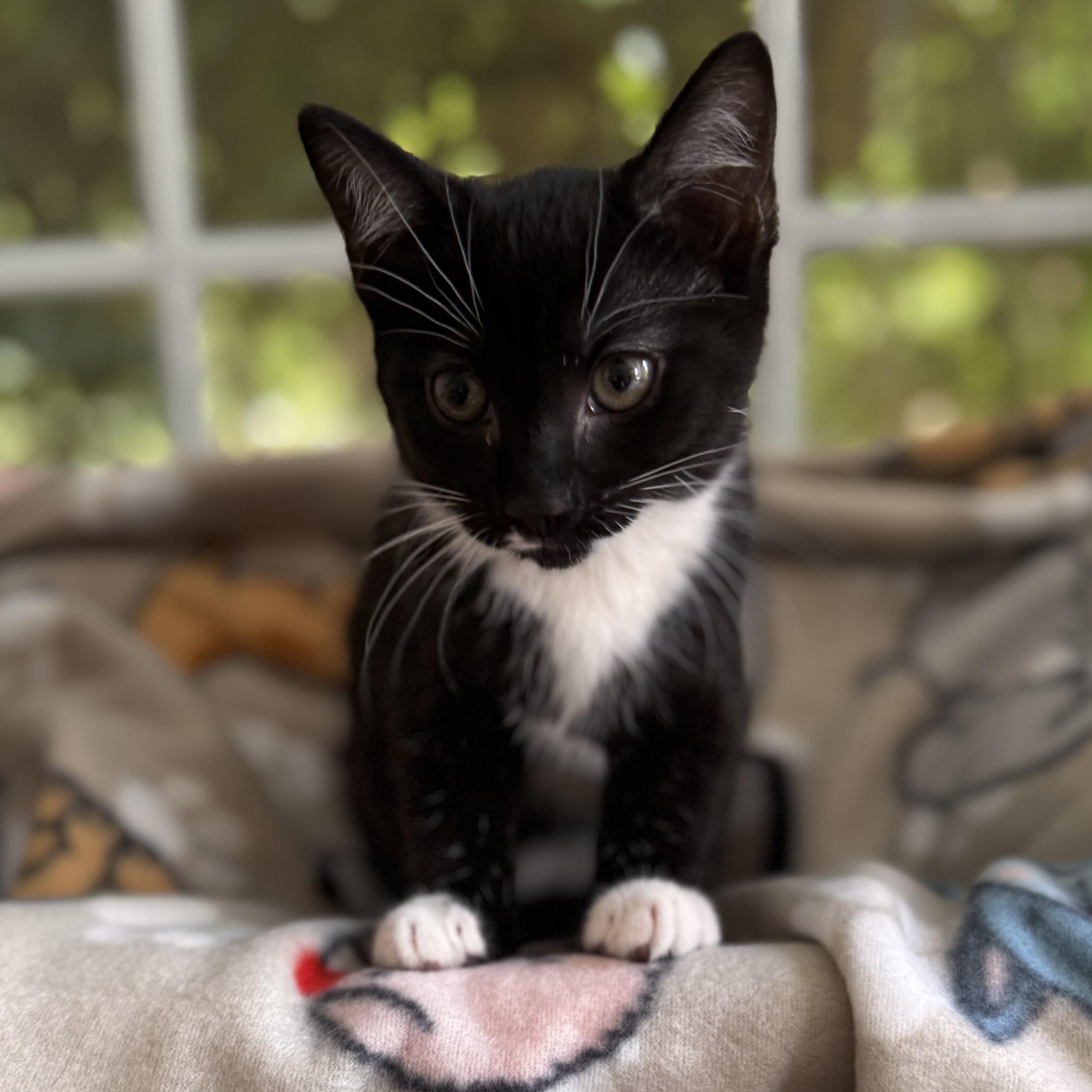 Enlarge RUBY, a Adoptable Domestic Short Hair in East Greenwich, RI image 6/6