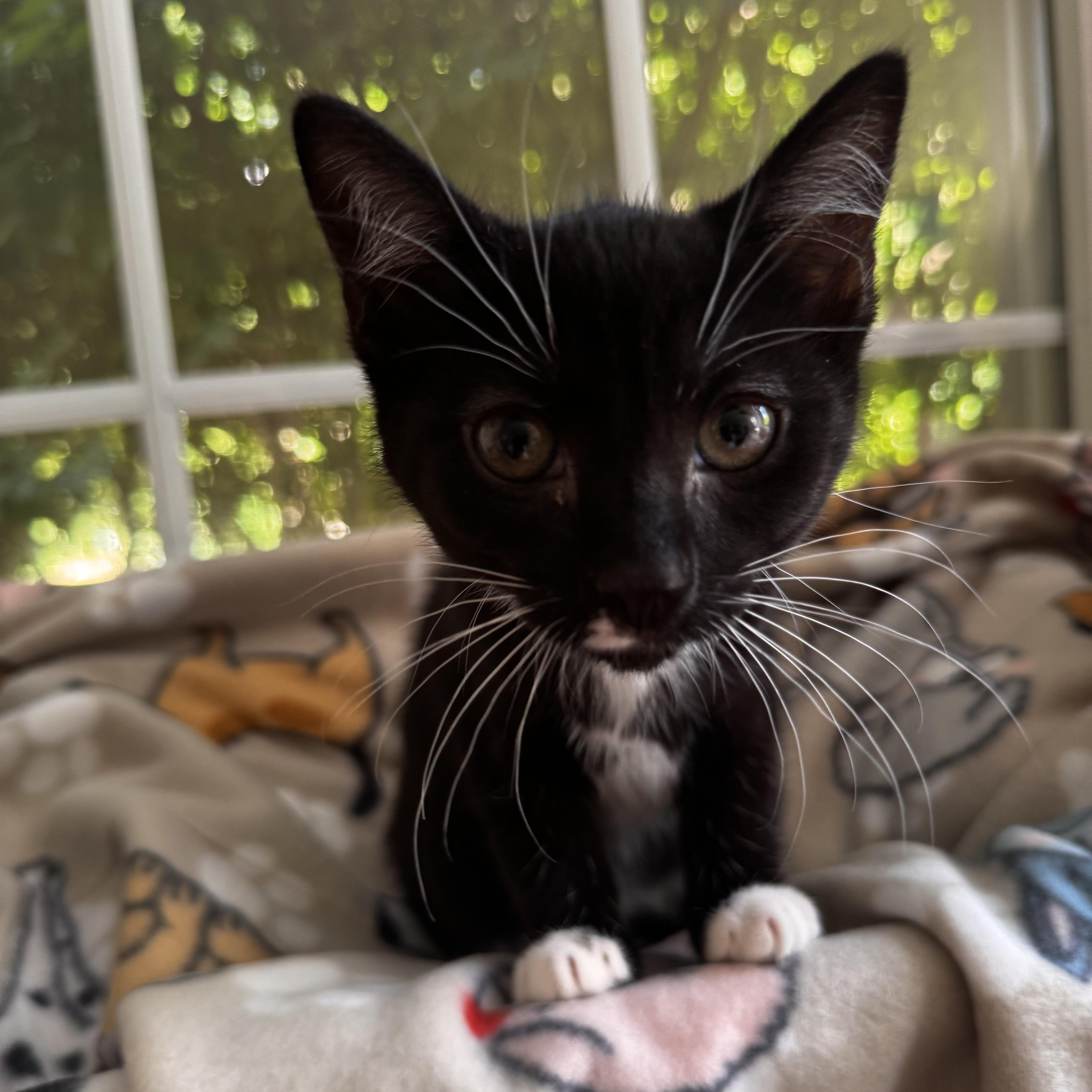 Enlarge RUBY, a Adoptable Domestic Short Hair in East Greenwich, RI image 5/6
