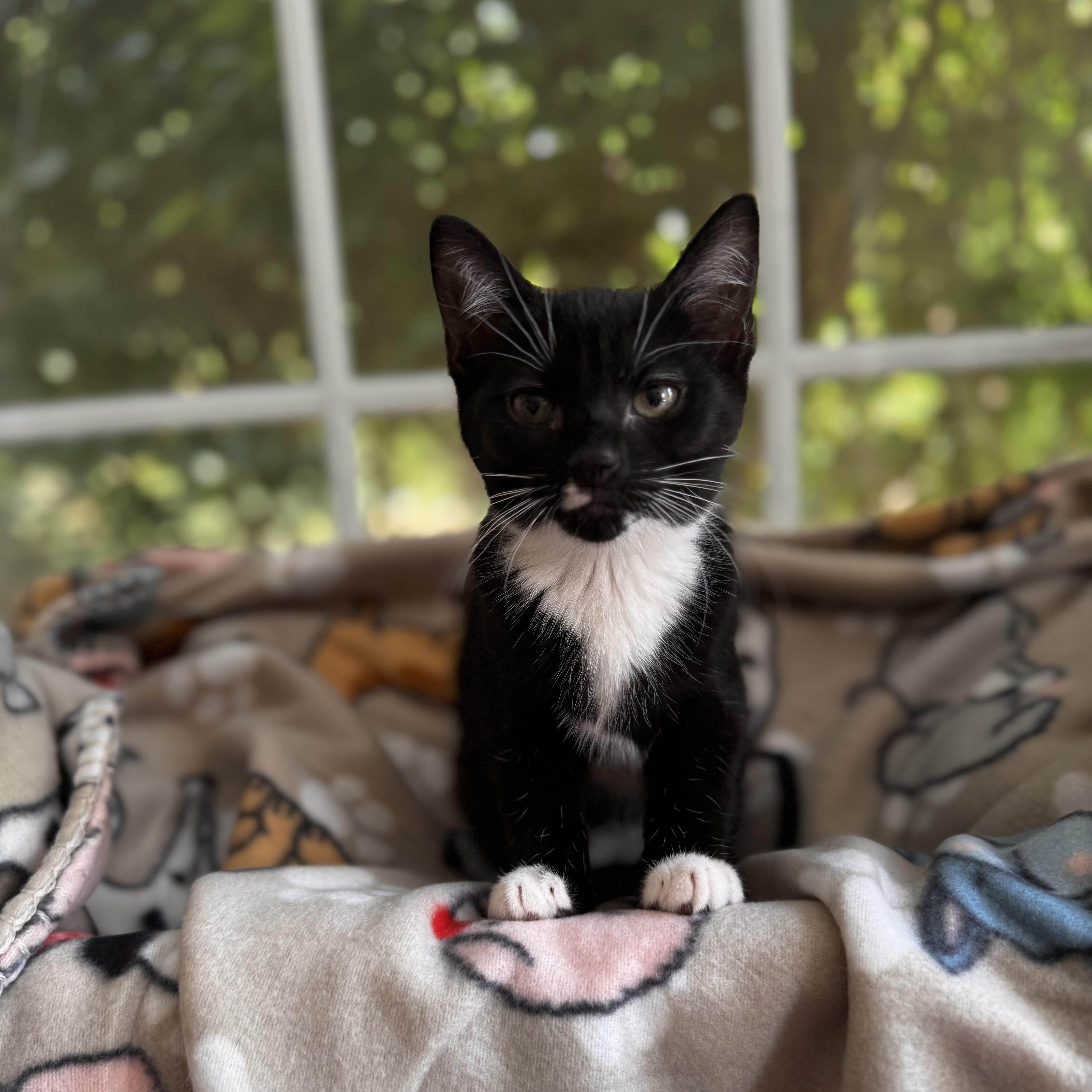 RUBY, Adoptable, Kitten Female Domestic Short Hair.
