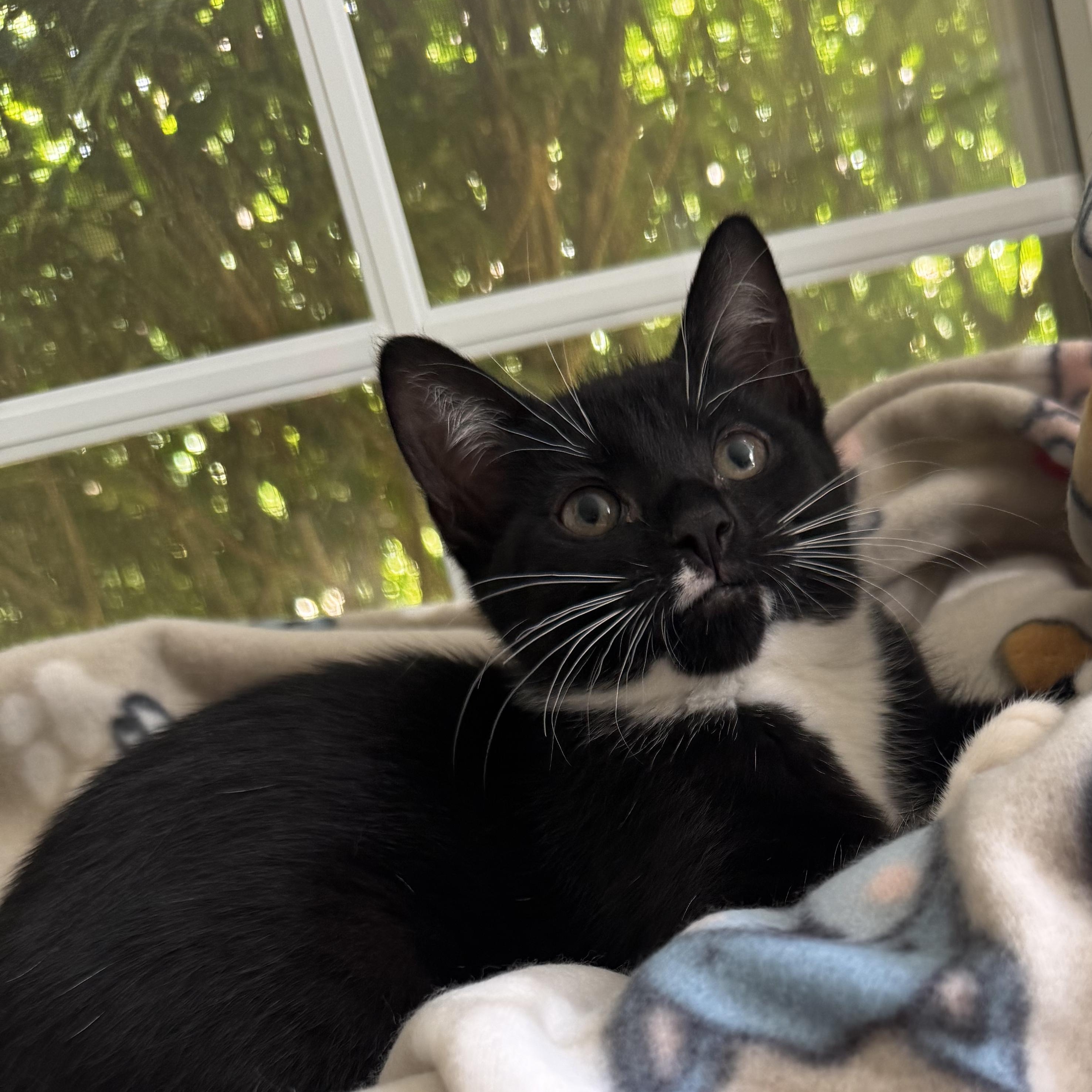 Enlarge RUBY, a Adoptable Domestic Short Hair in East Greenwich, RI image 3/6