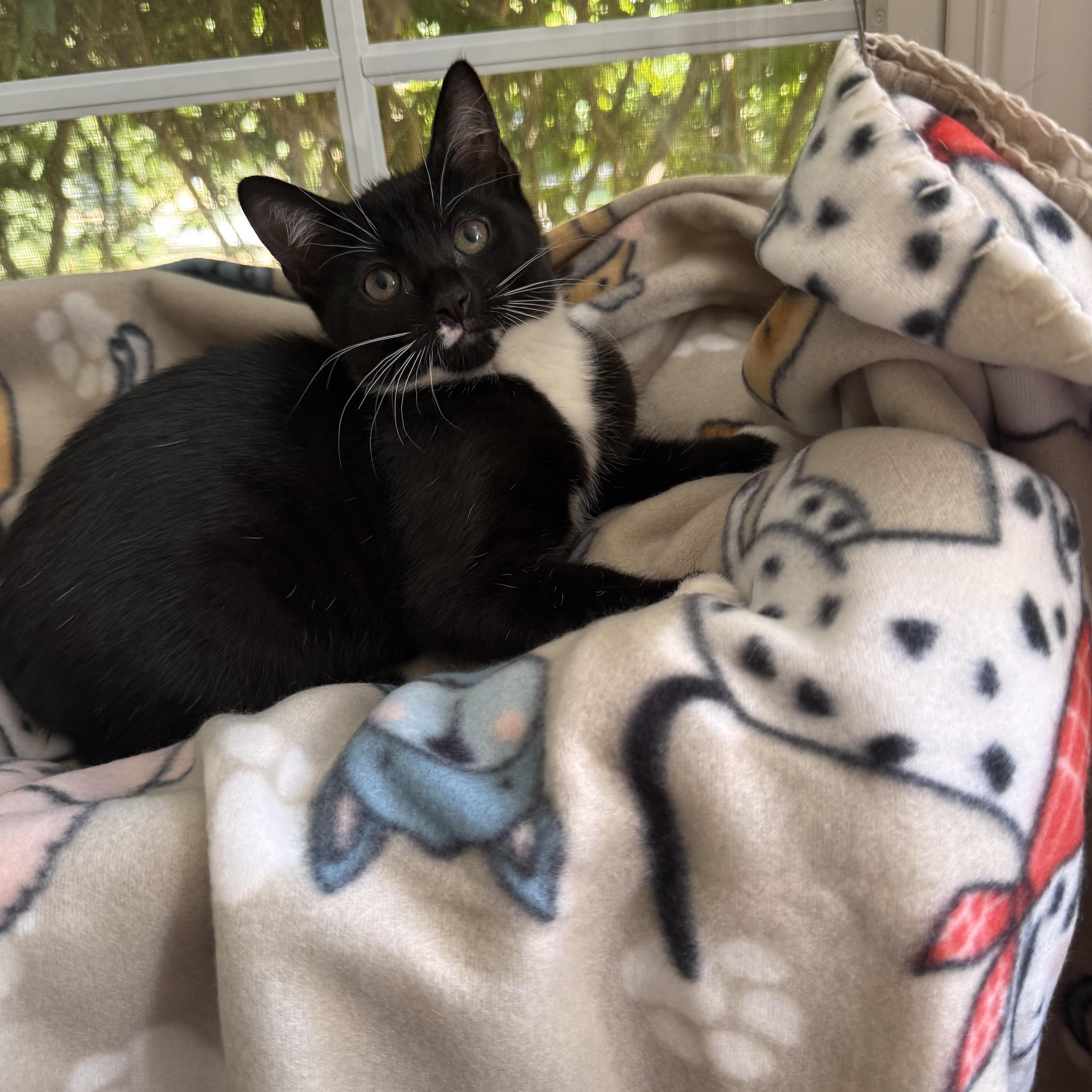 Enlarge RUBY, a Adoptable Domestic Short Hair in East Greenwich, RI image 4/6