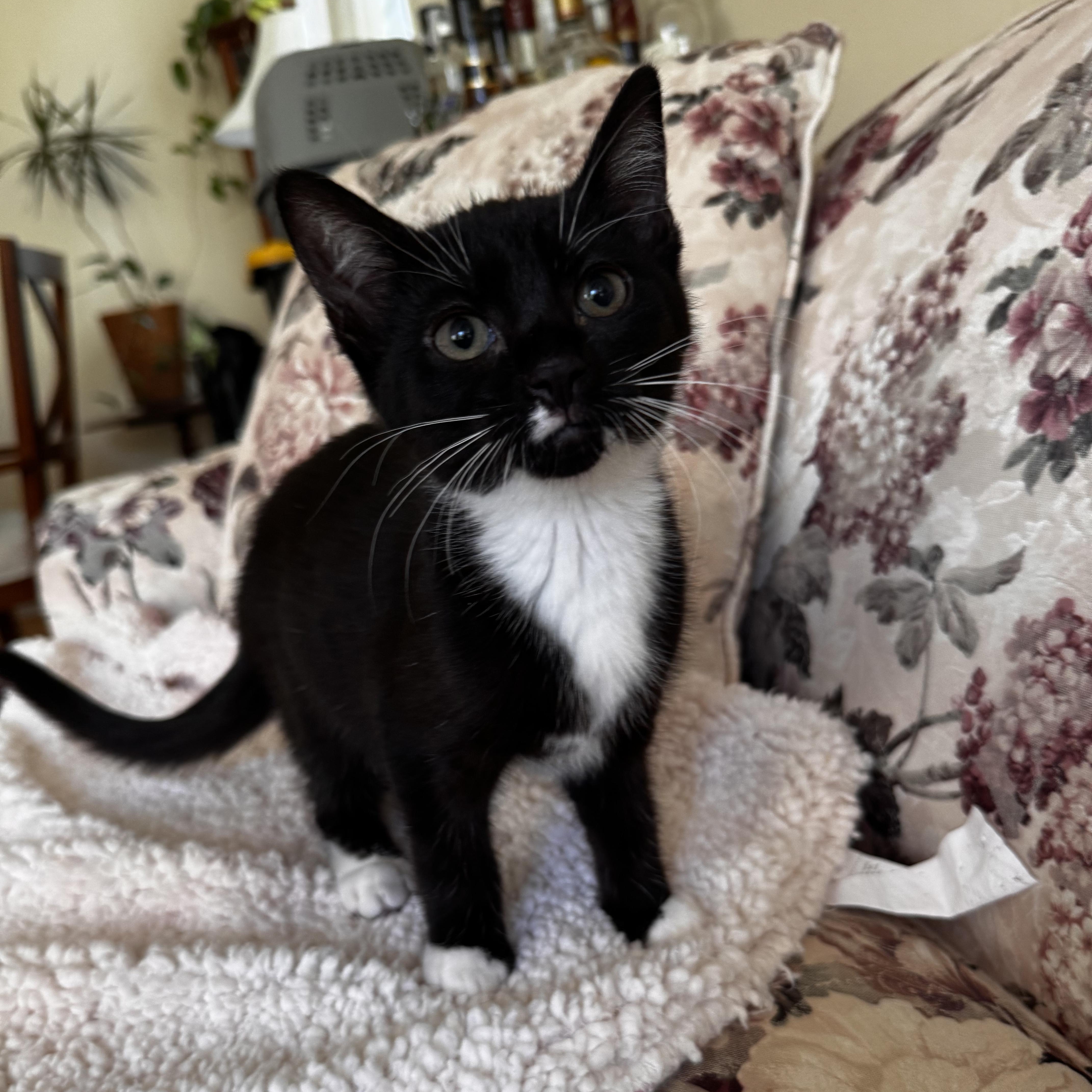 Enlarge RUBY, a Adoptable Domestic Short Hair in East Greenwich, RI image 2/6