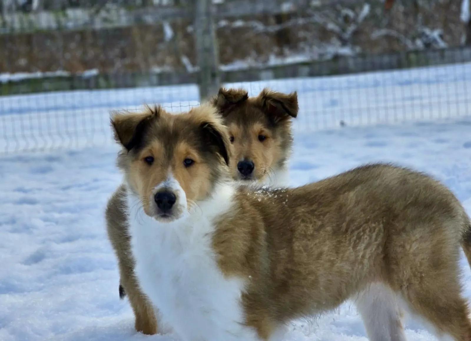 Sundance thumbnail 2