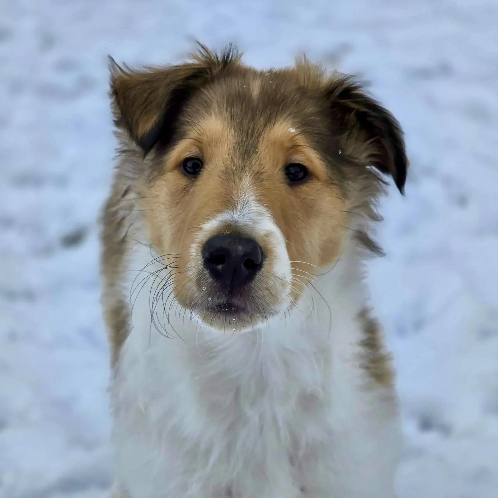 Sundance thumbnail 4