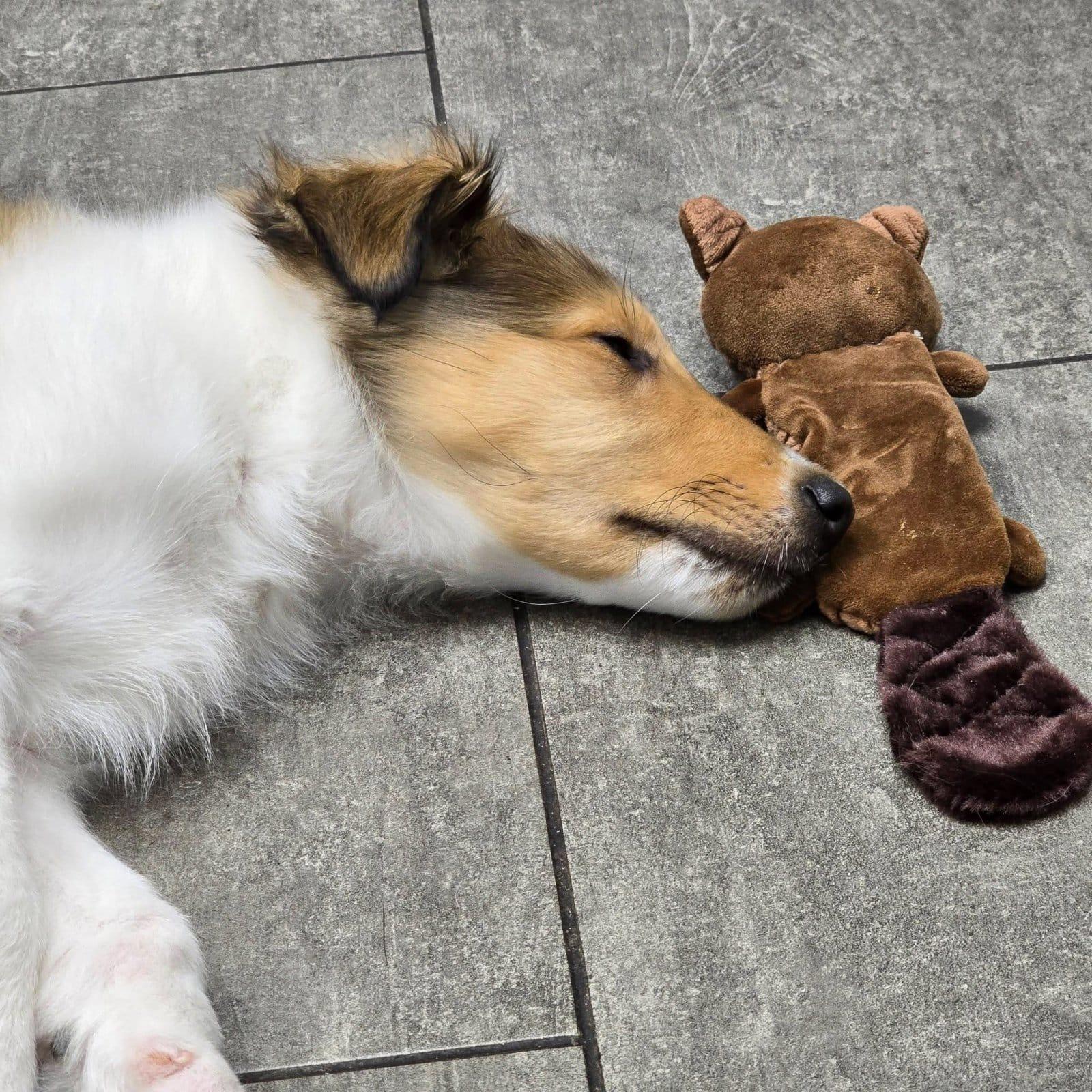 Sundance thumbnail 6