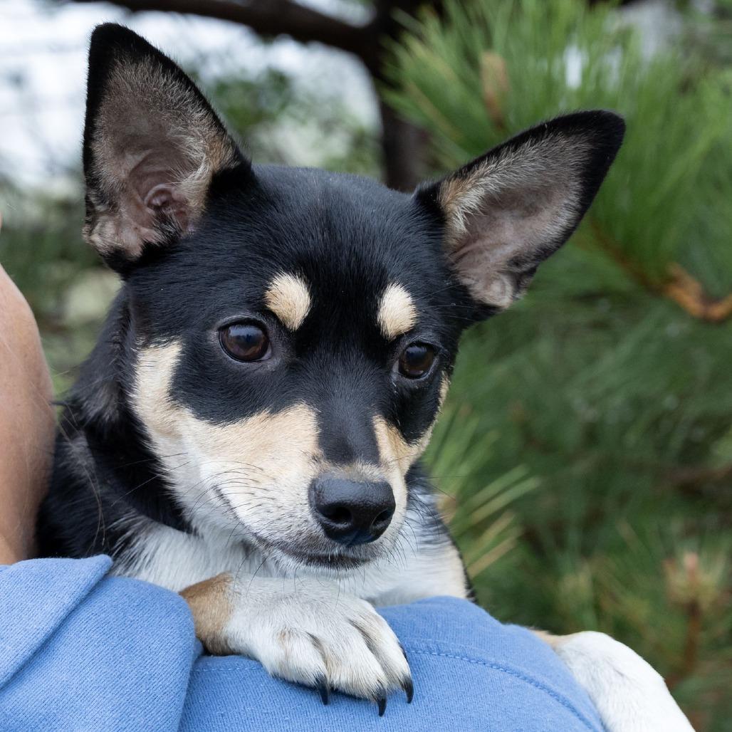 Astrid, Adoptable, Puppy Female Mixed Breed.