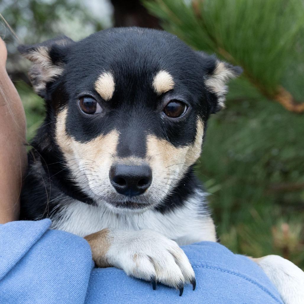 Enlarge Astrid, a Adoptable Mixed Breed in Erie, PA image 2/6