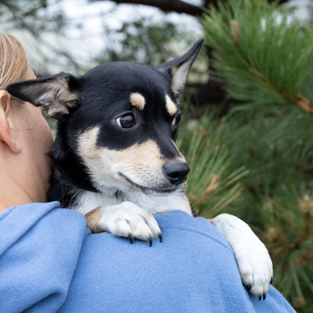 Enlarge Astrid, a Adoptable Mixed Breed in Erie, PA image 3/6