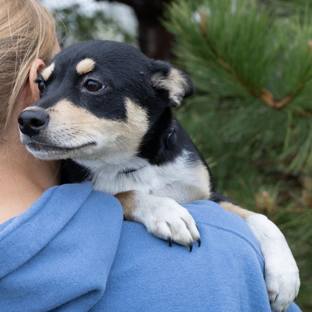 Enlarge Astrid, a Adoptable Mixed Breed in Erie, PA image 4/6