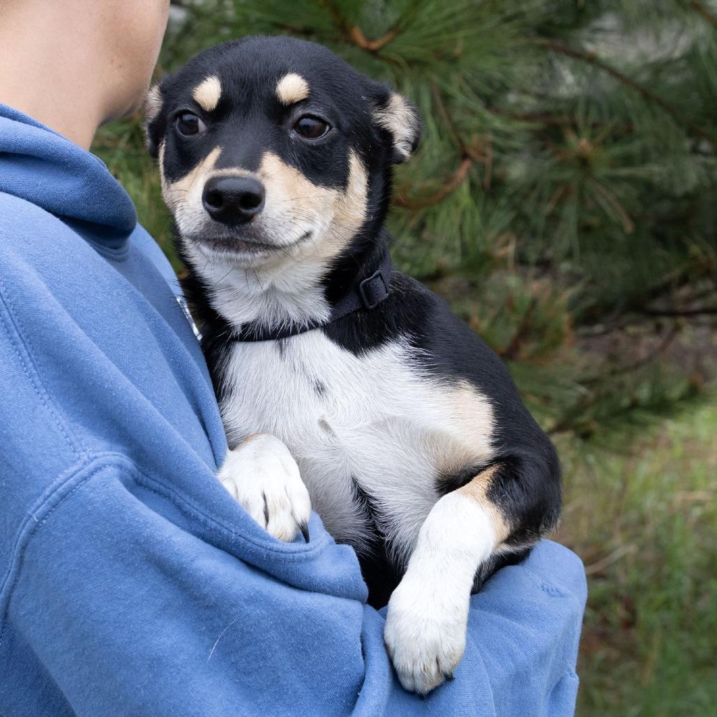 Enlarge Astrid, a Adoptable Mixed Breed in Erie, PA image 5/6