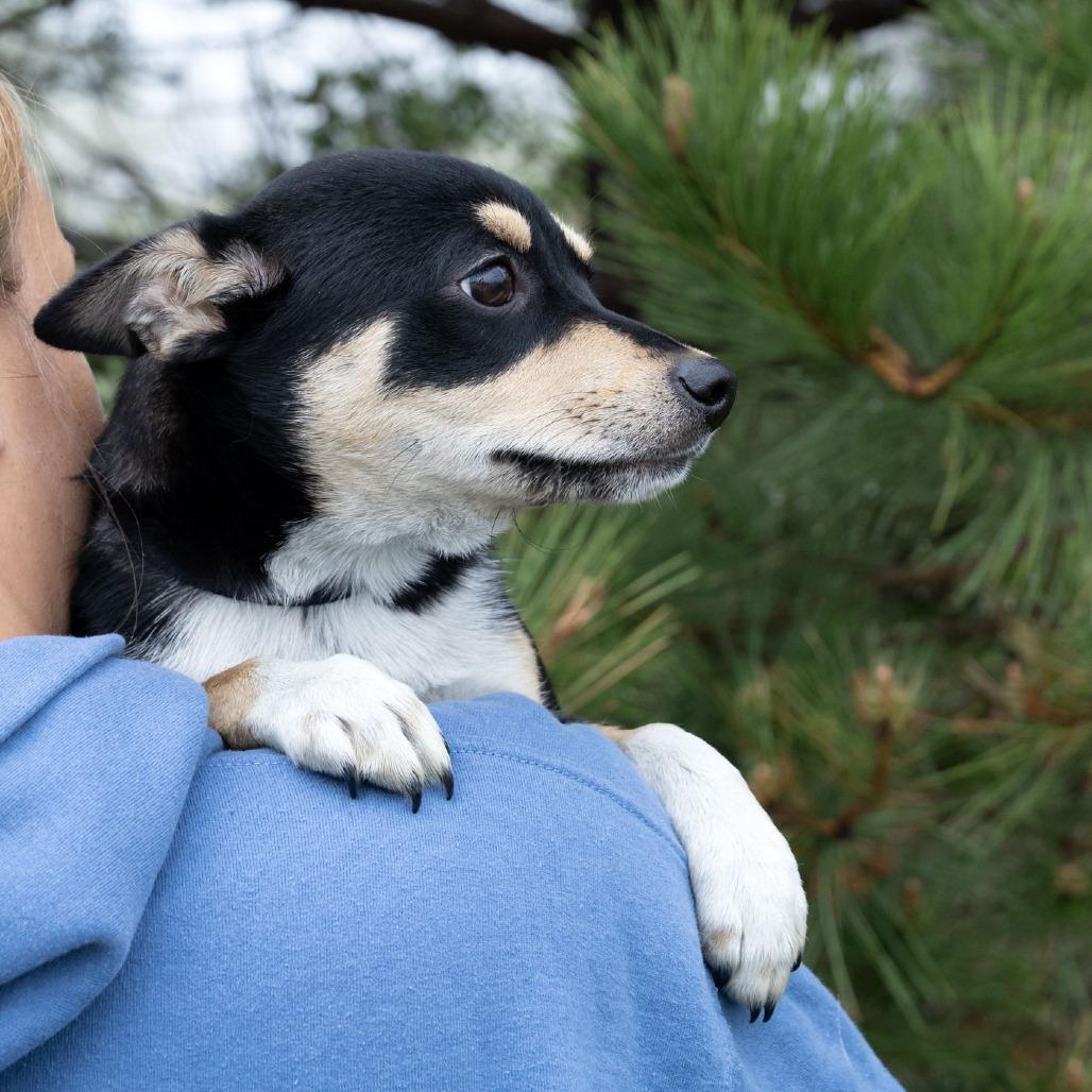 Enlarge Astrid, a Adoptable Mixed Breed in Erie, PA image 6/6