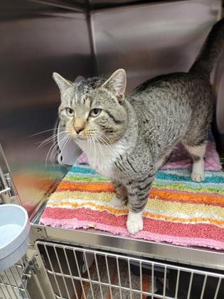 Bear, Adoptable, Adult Male Domestic Short Hair & Domestic Short Hair.