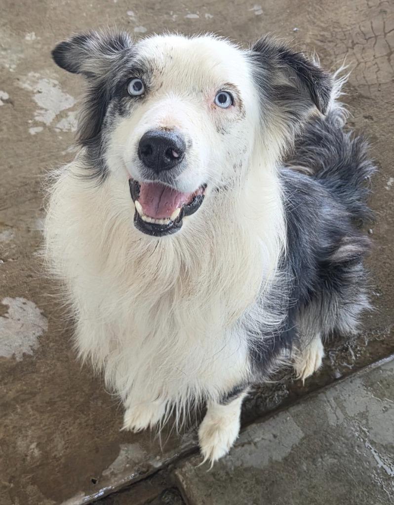 Stetson, Adoptable, Young Male Australian Shepherd & Border Collie.
