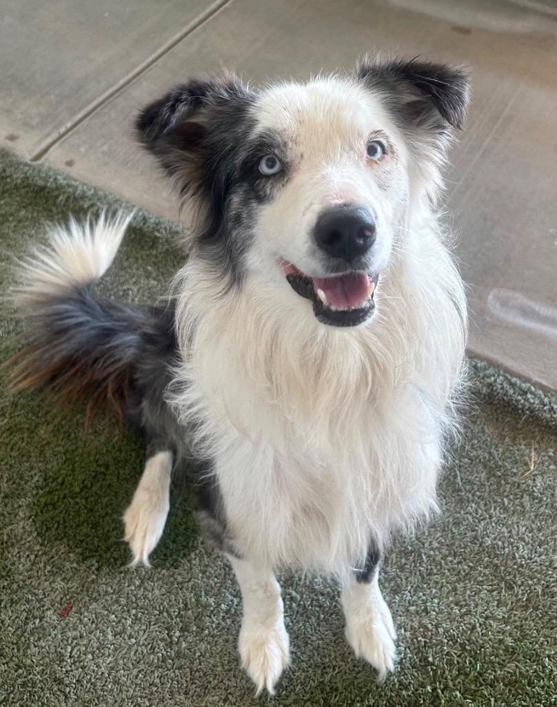 Enlarge Stetson, a Adoptable mixed breed in Midland, TX image 2/2