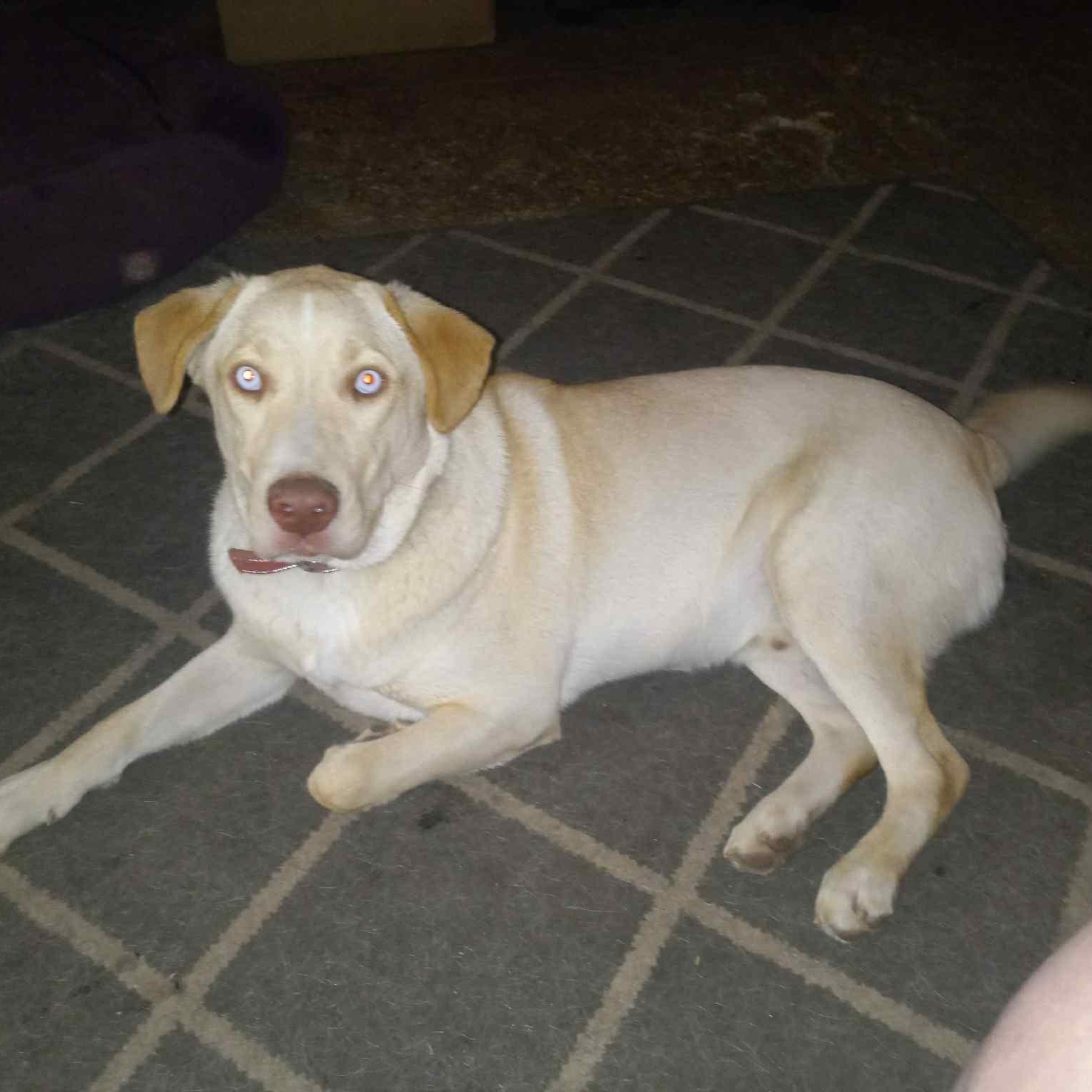 Gino