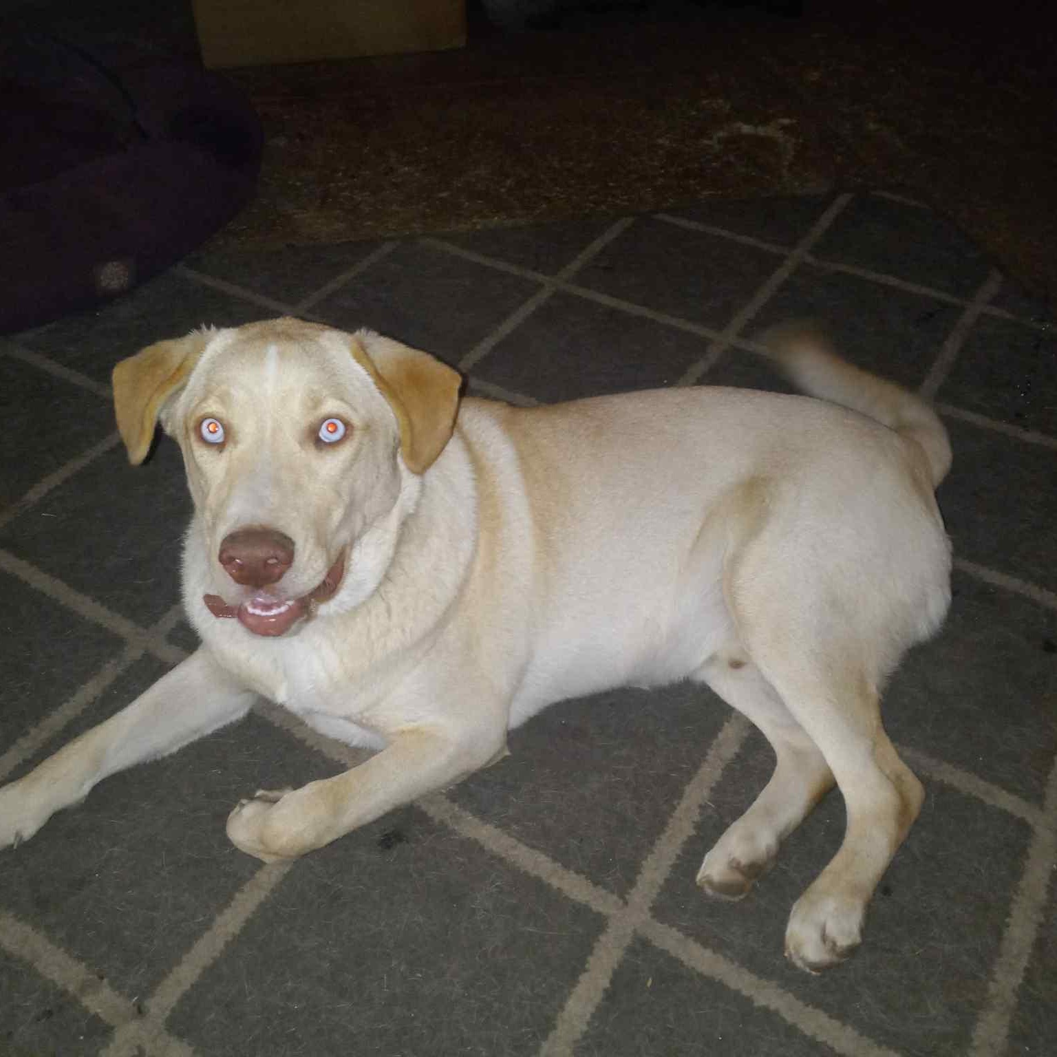 Gino