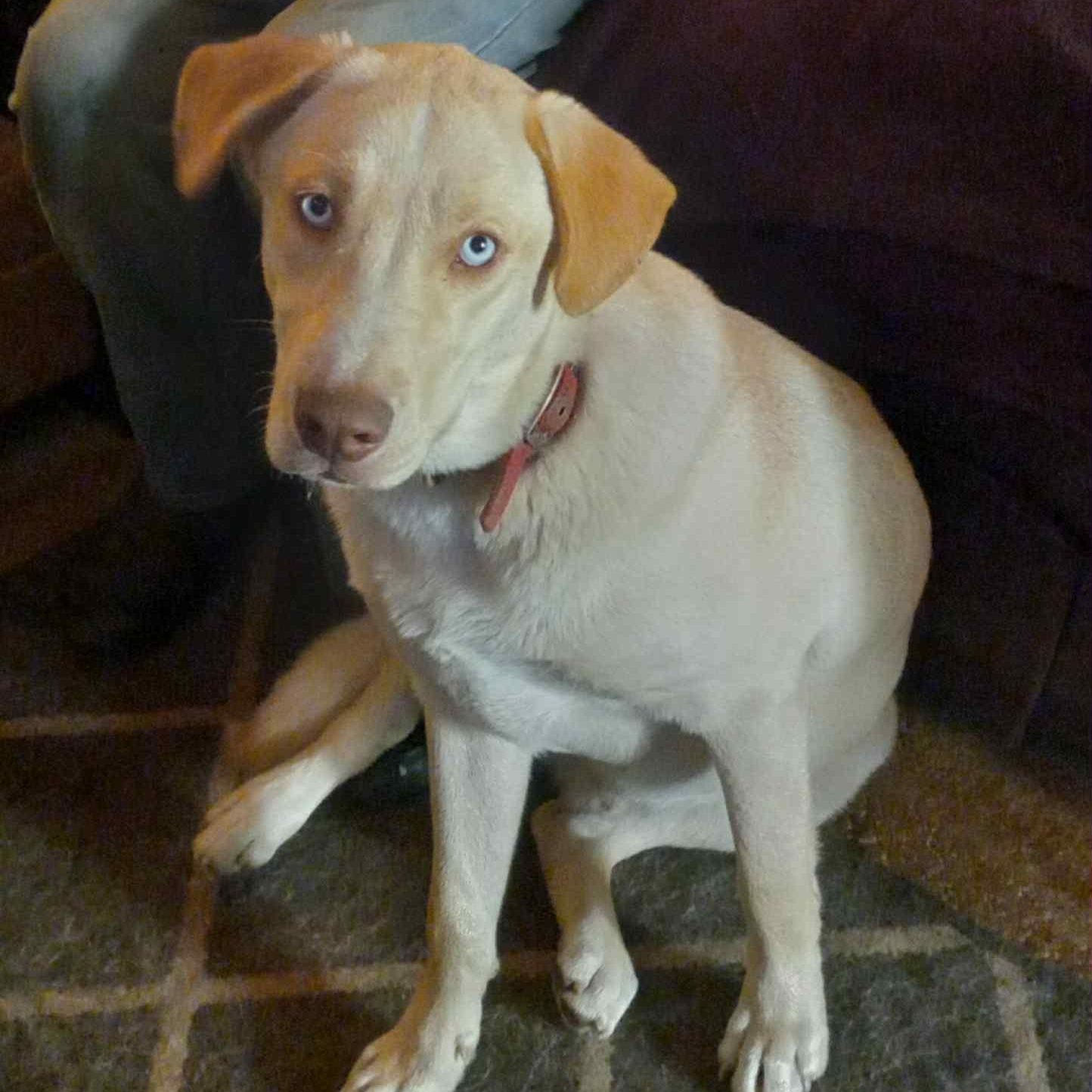 Gino
