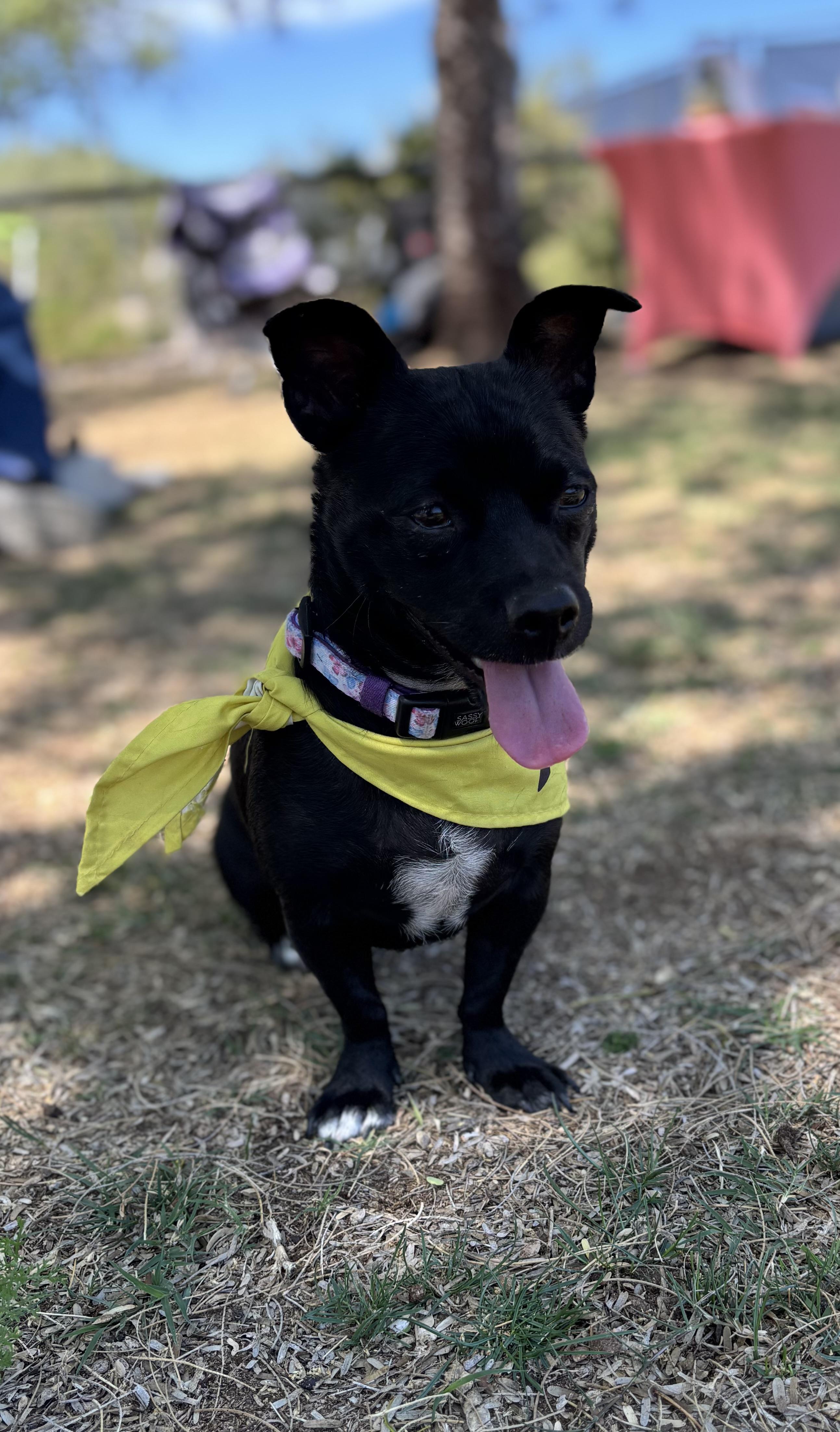 Enlarge Sonny, a Adoptable mixed breed in Phoenix, AZ image 5/5