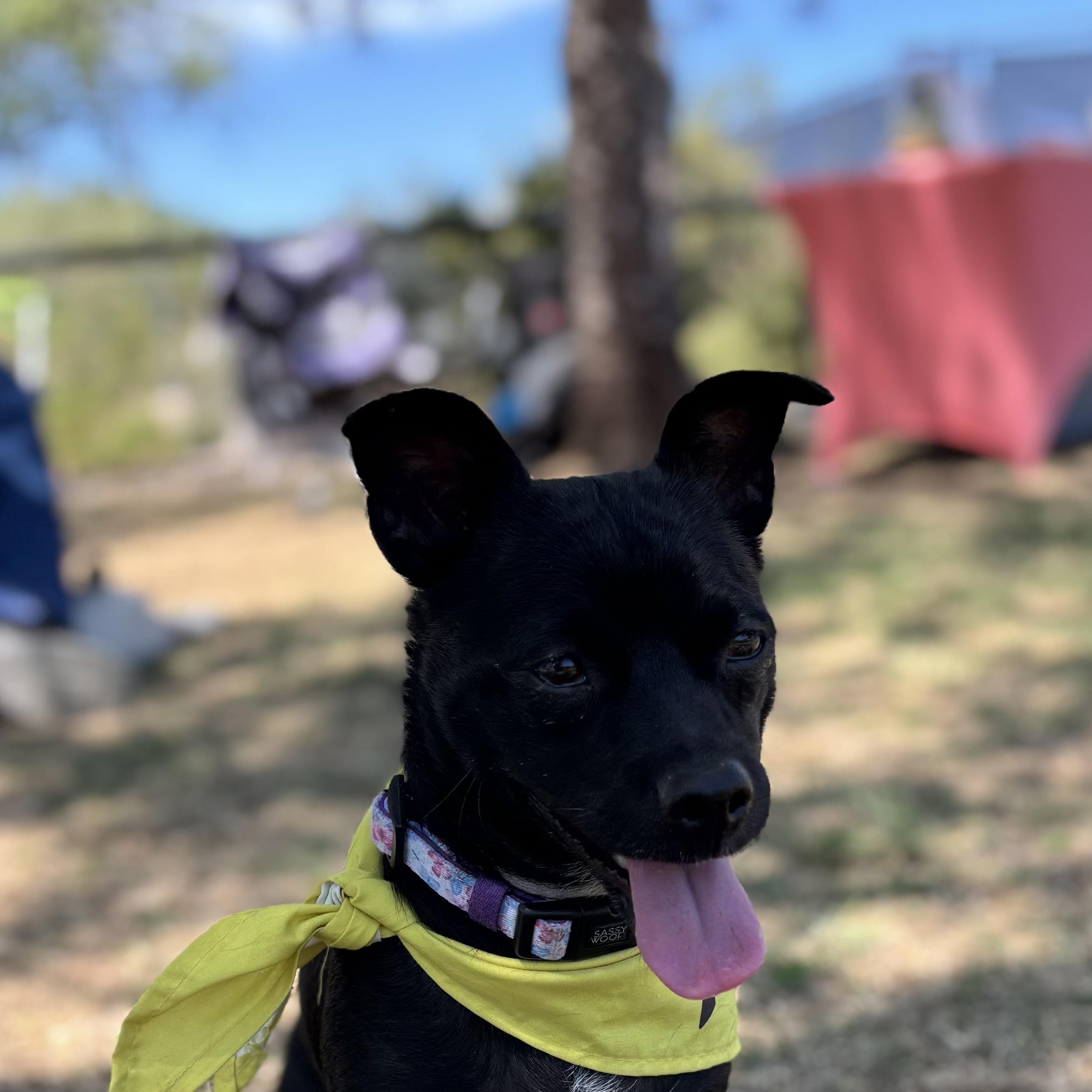 Enlarge Sonny, a Adoptable mixed breed in Phoenix, AZ image 3/5