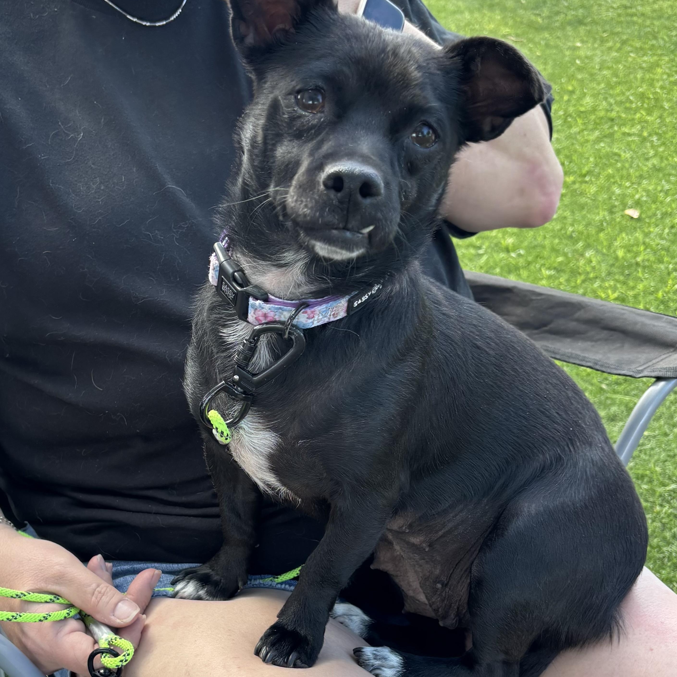 Enlarge Sonny, a Adoptable mixed breed in Phoenix, AZ image 4/5