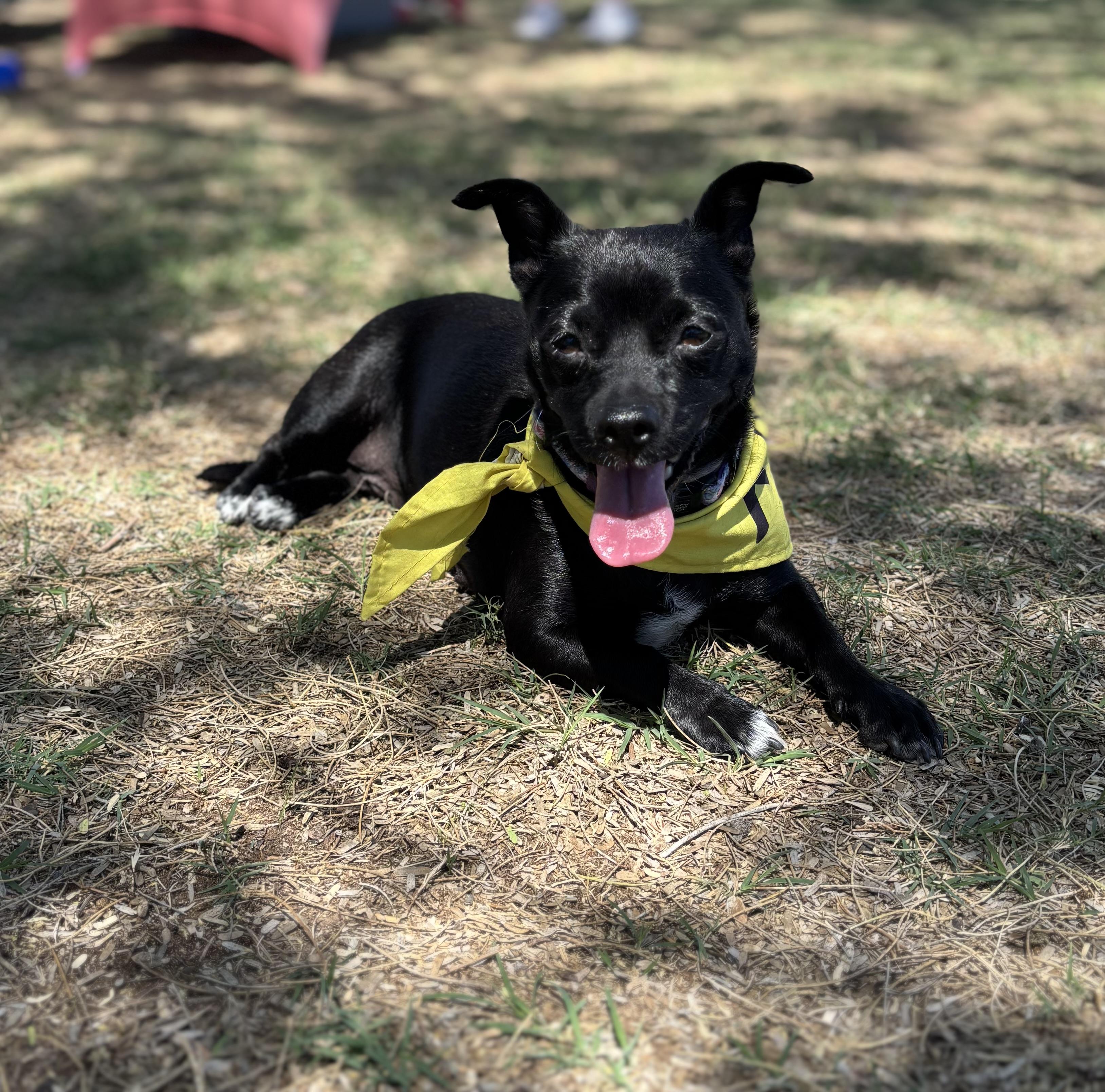 Enlarge Sonny, a Adoptable mixed breed in Phoenix, AZ image 1/5