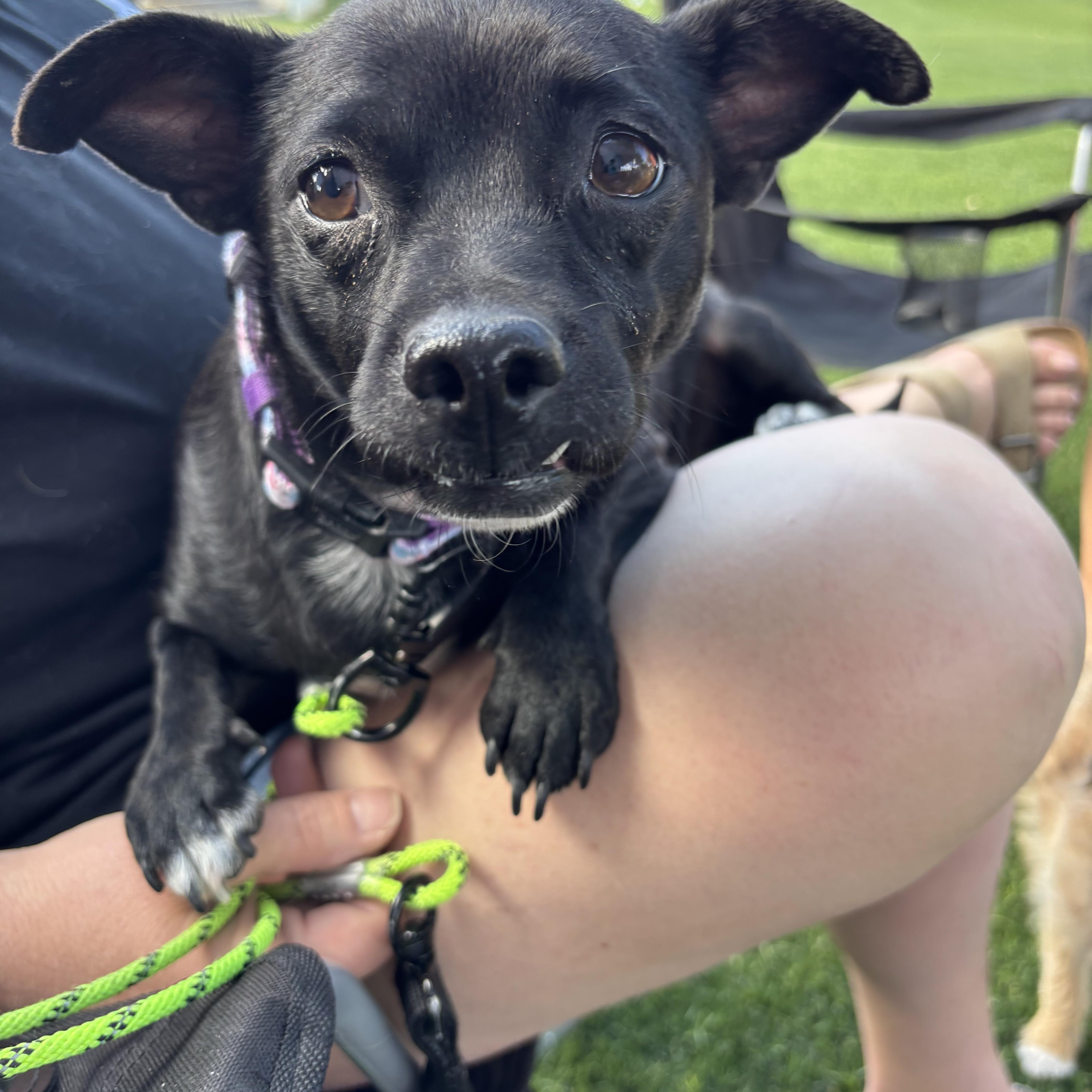 Enlarge Sonny, a Adoptable mixed breed in Phoenix, AZ image 3/5