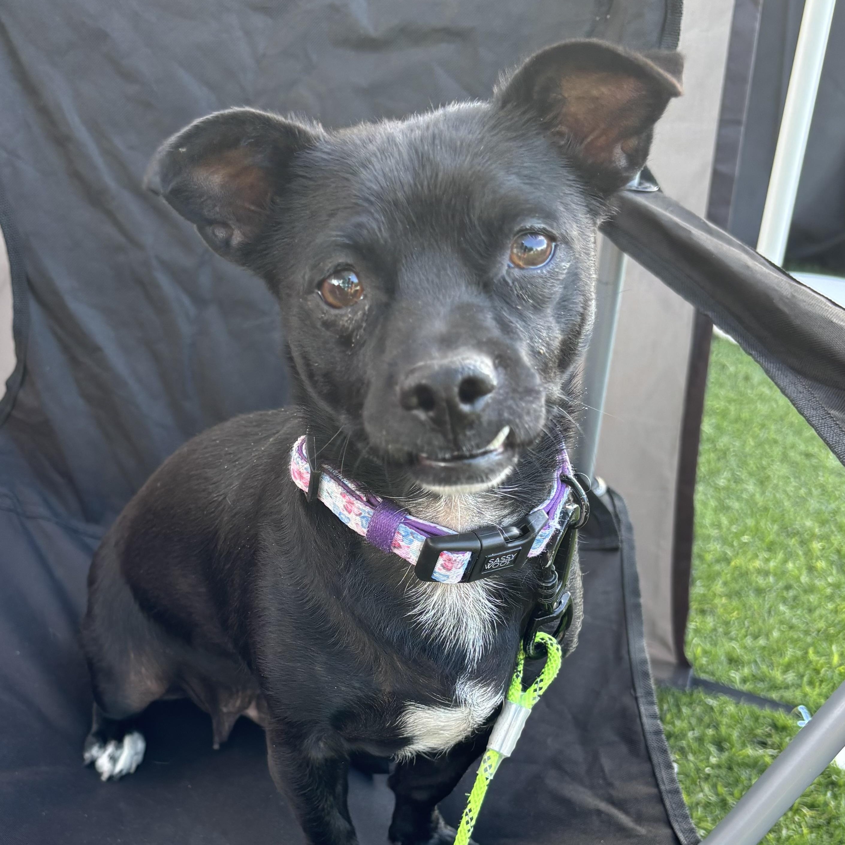 Sonny, Adoptable, Adult Female Chihuahua.