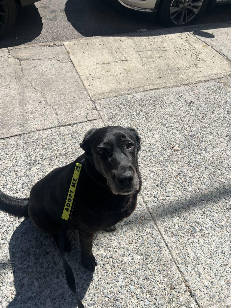 Enlarge Canary, a Adoptable mixed breed in New York, NY image 1/6