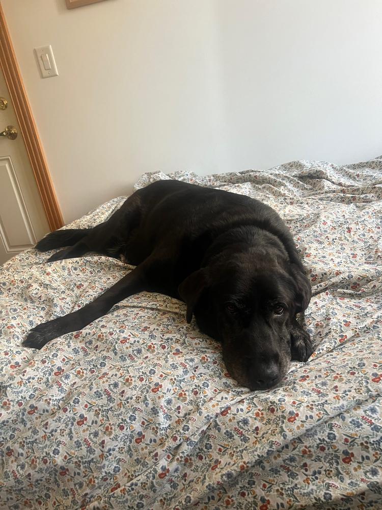 Enlarge Canary, a Adoptable mixed breed in New York, NY image 2/6