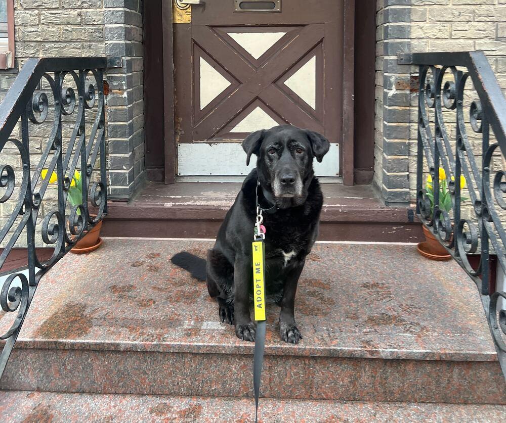 Enlarge Canary, a Adoptable mixed breed in New York, NY image 2/6