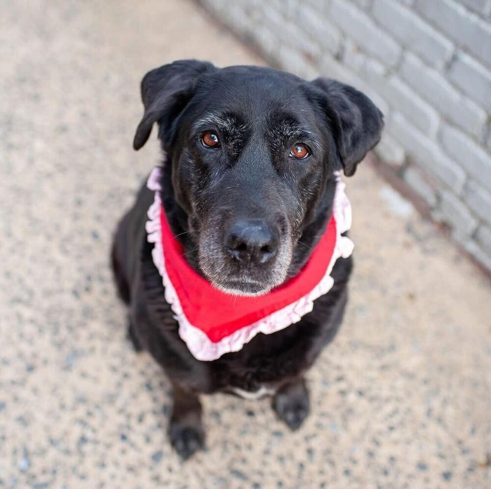 Enlarge Canary, a Adoptable mixed breed in New York, NY image 3/6