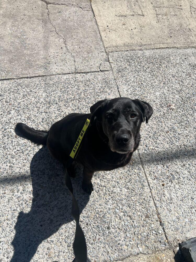 Enlarge Canary, a Adoptable mixed breed in New York, NY image 3/6