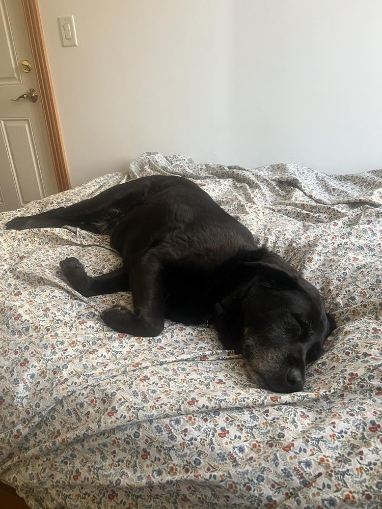 Enlarge Canary, a Adoptable mixed breed in New York, NY image 4/6