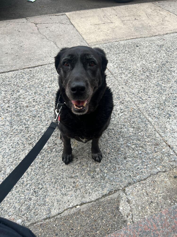 Enlarge Canary, a Adoptable mixed breed in New York, NY image 5/6