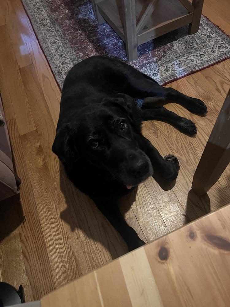 Enlarge Canary, a Adoptable mixed breed in New York, NY image 5/6