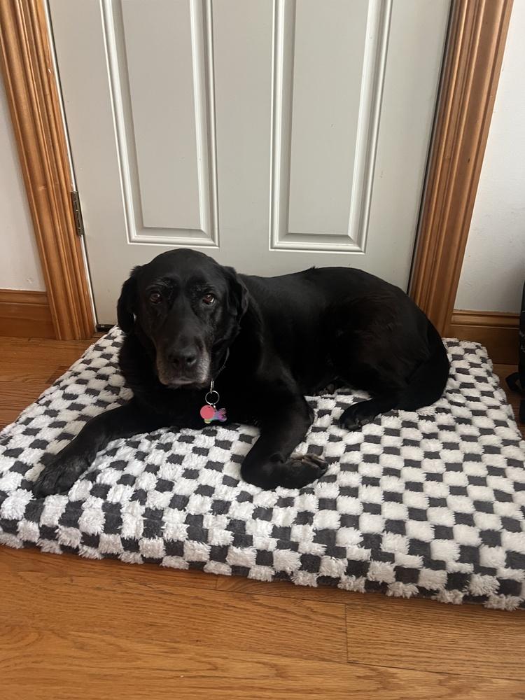 Enlarge Canary, a Adoptable mixed breed in New York, NY image 6/6