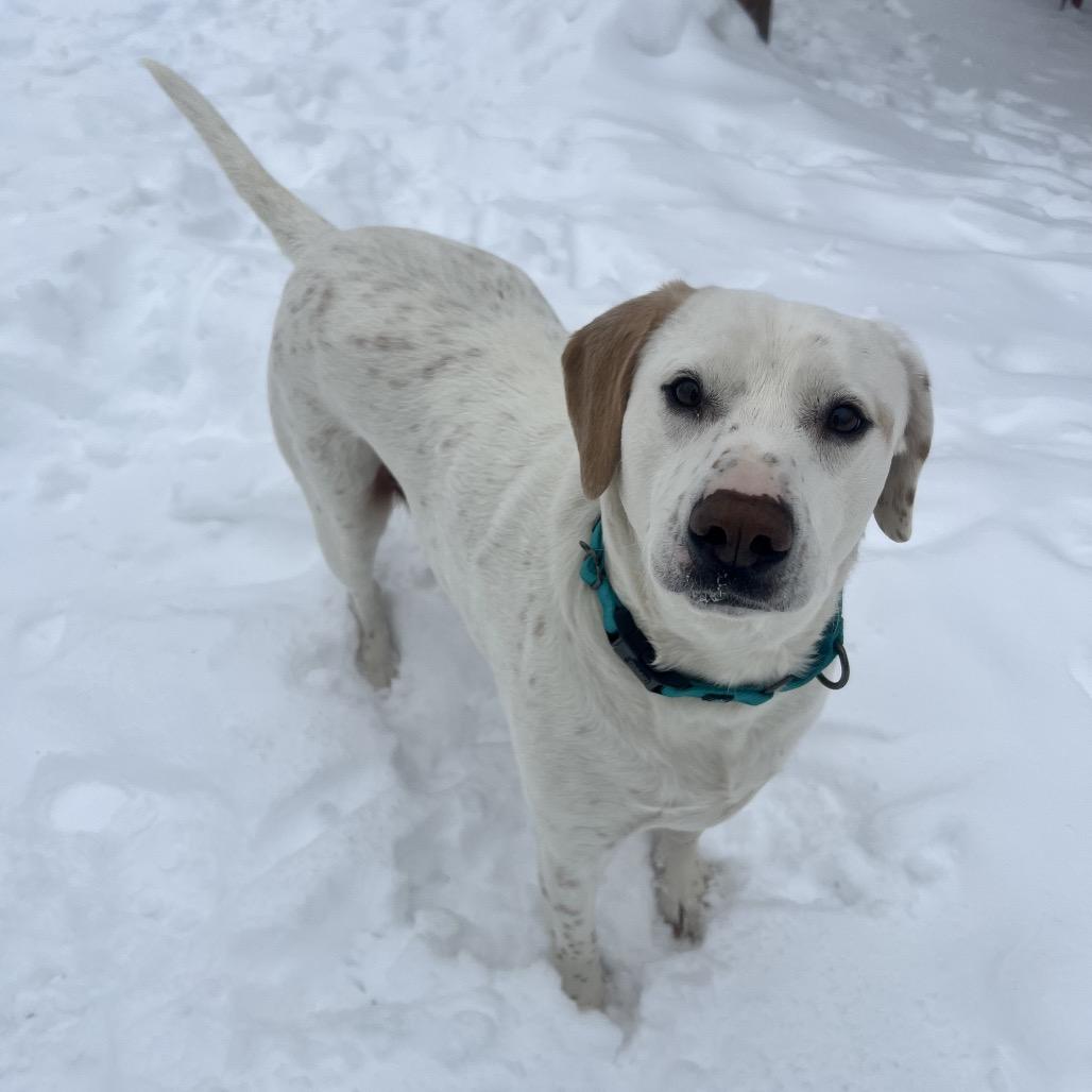 Frank, Adoptable, Adult Male Hound.
