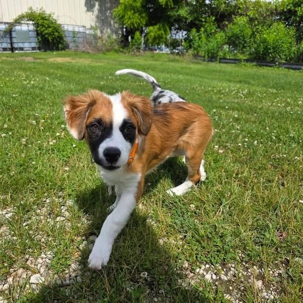 Enlarge Hank, a ADOPTABLE mixed breed in McHenry, IL image 2/3