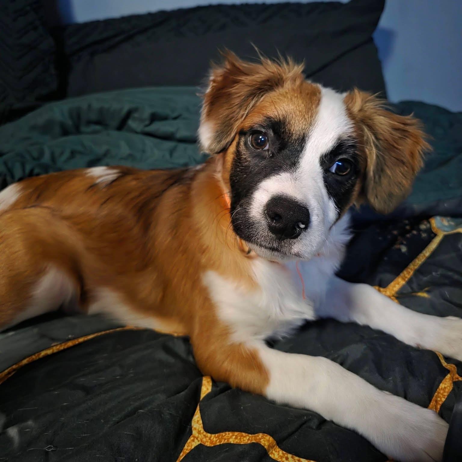 Enlarge Hank, a ADOPTABLE mixed breed in McHenry, IL image 3/3