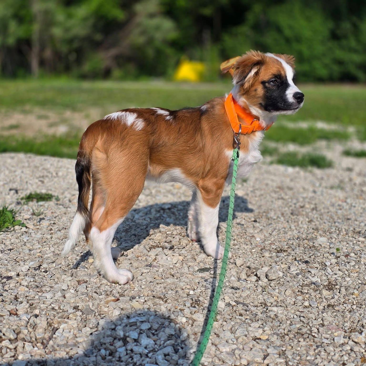Hank, ADOPTABLE, Puppy Male Australian Shepherd & Labrador Retriever.